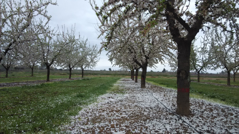 IRTA JORNADA ALMENDRO BORRELL